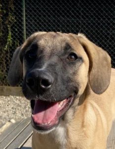 Hailey a black and tan Romanian Rescue Dog | 1 Dog at a Time Rescue UK