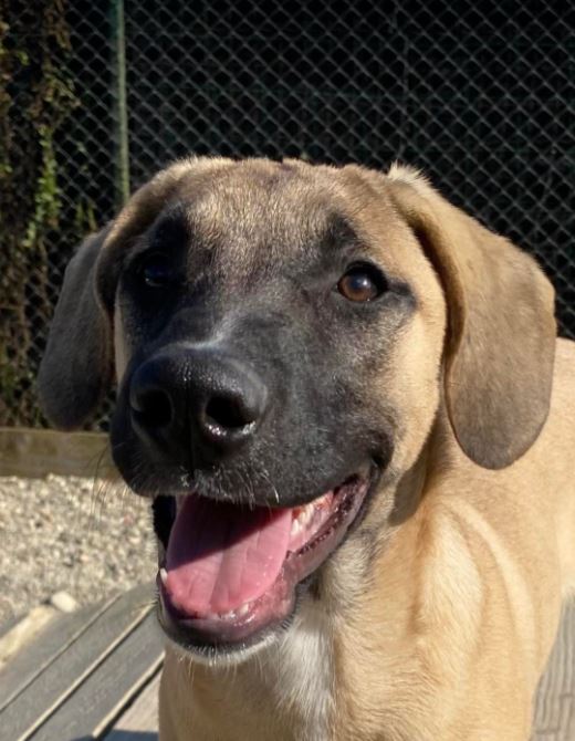 Hailey a black and tan Romanian Rescue Dog a1 _ 1 Dog at a Time Rescue UK Hailey a black and tan Romanian Rescue Dog | 1 Dog at a Time Rescue UK