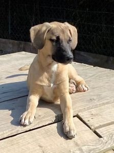 Hailey a black and tan Romanian Rescue Dog | 1 Dog at a Time Rescue UK