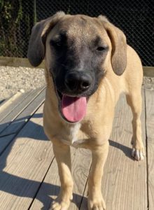 Hailey a black and tan Romanian Rescue Dog | 1 Dog at a Time Rescue UK