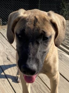 Hailey a black and tan Romanian Rescue Dog | 1 Dog at a Time Rescue UK