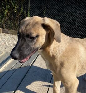 Hailey a black and tan Romanian Rescue Dog | 1 Dog at a Time Rescue UK