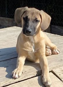 Hailey a black and tan Romanian Rescue Dog | 1 Dog at a Time Rescue UK