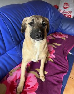 Hailey a black and tan Romanian Rescue Dog | 1 Dog at a Time Rescue UK