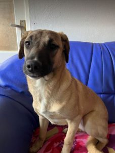 Hailey a black and tan Romanian Rescue Dog | 1 Dog at a Time Rescue UK