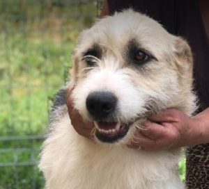 Harley a fawn, white and black Romanian rescue dog | 1 Dog at a Time Rescue UK