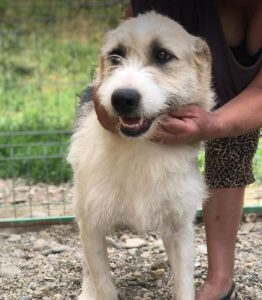 Harley a fawn, white and black Romanian rescue dog | 1 Dog at a Time Rescue UK