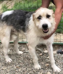 Harley a fawn, white and black Romanian rescue dog | 1 Dog at a Time Rescue UK