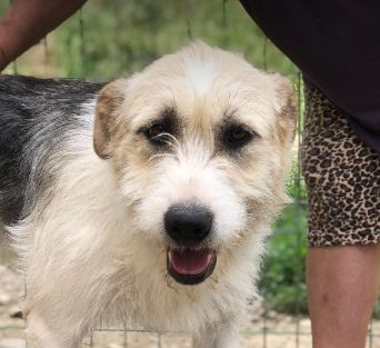 Harley a fawn, white and black Romanian rescue dog | 1 Dog at a Time Rescue UK