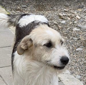 Harley a fawn, white and black Romanian rescue dog | 1 Dog at a Time Rescue UK