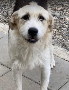 Harley a fawn, white and black Romanian rescue dog | 1 Dog at a Time Rescue UK