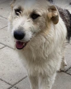 Harley a fawn, white and black Romanian rescue dog | 1 Dog at a Time Rescue UK