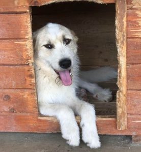 Hershey a tan and white Romanian rescue dog | 1 Dog at a Time Rescue UK