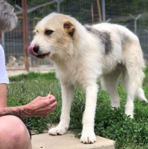 Hershey a tan and white Romanian rescue dog | 1 Dog at a Time Rescue UK