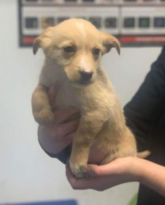 Jenna a faun Romanian rescue dog | 1 Dog at a Time Rescue UK