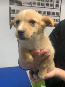 Jenna a faun Romanian rescue dog | 1 Dog at a Time Rescue UK