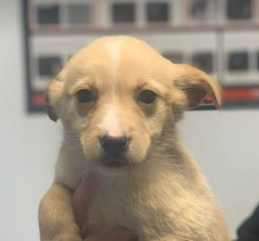 Jenna a faun Romanian rescue dog | 1 Dog at a Time Rescue UK