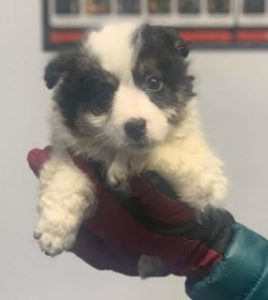 Jessie a black and white Romanian rescue dog | 1 Dog at a Time Rescue UK