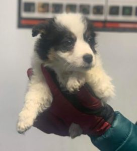 Jessie a black and white Romanian rescue dog | 1 Dog at a Time Rescue UK