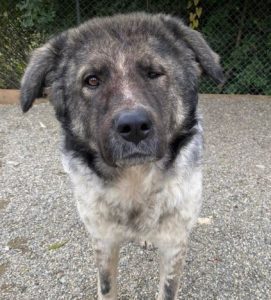 Keanu a grey and white romanian rescue dog | 1 dog at a time rescue uk