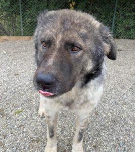 Keanu a grey and white romanian rescue dog | 1 dog at a time rescue uk