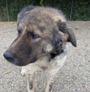 Keanu a grey and white romanian rescue dog | 1 dog at a time rescue uk