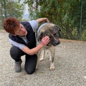Keanu a grey and white romanian rescue dog | 1 dog at a time rescue uk