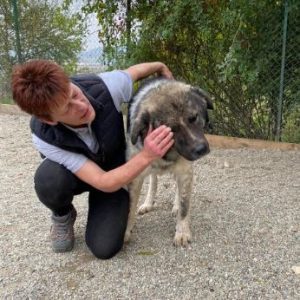 Keanu a grey and white romanian rescue dog | 1 dog at a time rescue uk