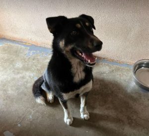 Lewis a black and white Romanian rescue dog | 1 Dog at a Time Rescue UK