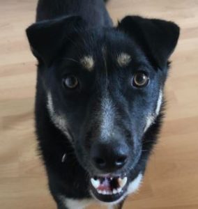 Lewis a black and white Romanian rescue dog | 1 Dog at a Time Rescue UK