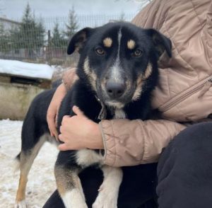 Lewis a black and white Romanian rescue dog | 1 Dog at a Time Rescue UK