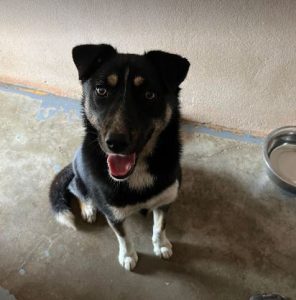 Lewis a black and white Romanian rescue dog | 1 Dog at a Time Rescue UK