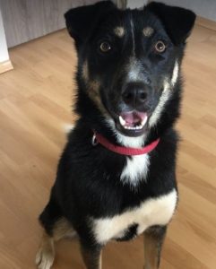 Lewis a black and white Romanian rescue dog | 1 Dog at a Time Rescue UK