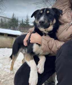 Lewis a black and white Romanian rescue dog | 1 Dog at a Time Rescue UK