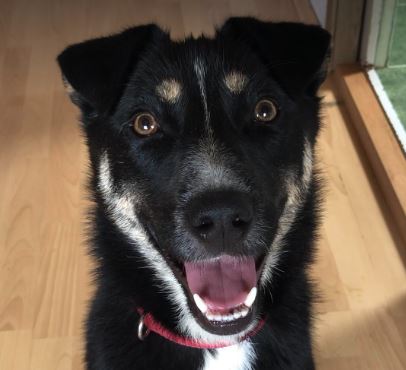 Lewis a black and white Romanian rescue dog | 1 Dog at a Time Rescue UK