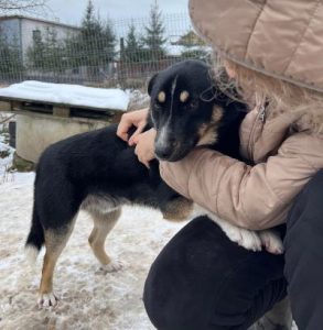 Lewis a black and white Romanian rescue dog | 1 Dog at a Time Rescue UK