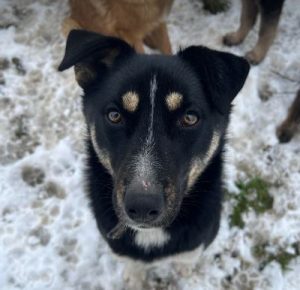 Lewis a black and white Romanian rescue dog | 1 Dog at a Time Rescue UK