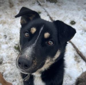 Lewis a black and white Romanian rescue dog | 1 Dog at a Time Rescue UK