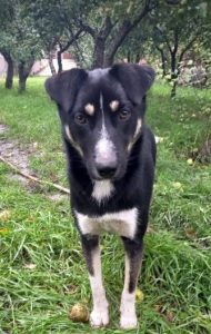 Lewis a black and white Romanian rescue dog | 1 Dog at a Time Rescue UK