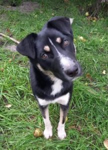 Lewis a black and white Romanian rescue dog | 1 Dog at a Time Rescue UK