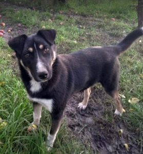 Lewis a black and white Romanian rescue dog | 1 Dog at a Time Rescue UK