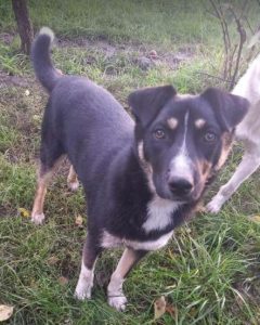 Lewis a black and white Romanian rescue dog | 1 Dog at a Time Rescue UK