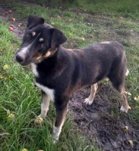 Lewis a black and white Romanian rescue dog | 1 Dog at a Time Rescue UK