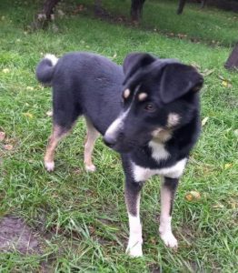 Lewis a black and white Romanian rescue dog | 1 Dog at a Time Rescue UK