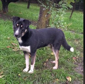 Lewis a black and white Romanian rescue dog | 1 Dog at a Time Rescue UK
