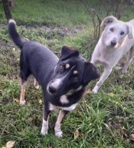 Lewis a black and white Romanian rescue dog | 1 Dog at a Time Rescue UK