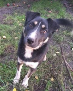 Lewis a black and white Romanian rescue dog | 1 Dog at a Time Rescue UK