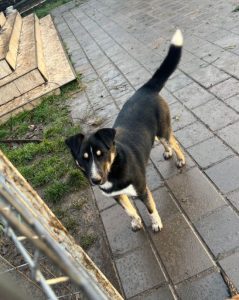 Lewis a black and white Romanian rescue dog | 1 Dog at a Time Rescue UK