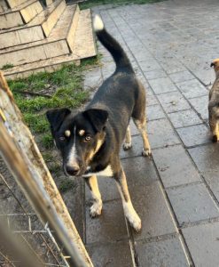 Lewis a black and white Romanian rescue dog | 1 Dog at a Time Rescue UK