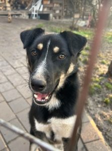 Lewis a black and white Romanian rescue dog | 1 Dog at a Time Rescue UK